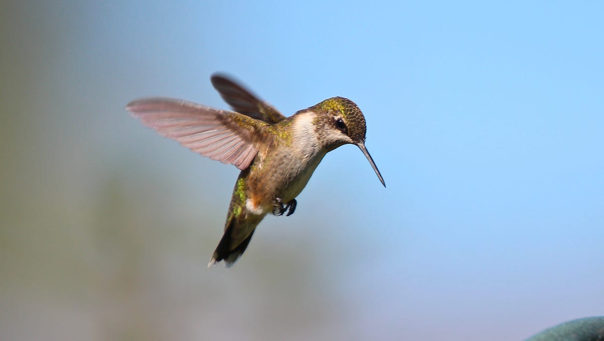 Hummingbirds In Wisconsin