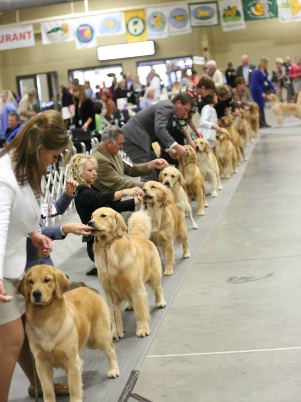 National golden retriever show in Maryland, Delaware Sept. 2230