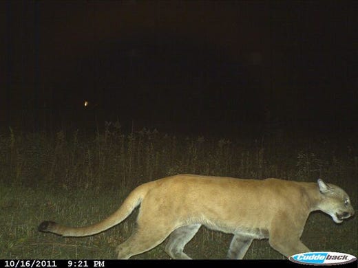 Update Dnr Confirms Two Cougar Sightings 