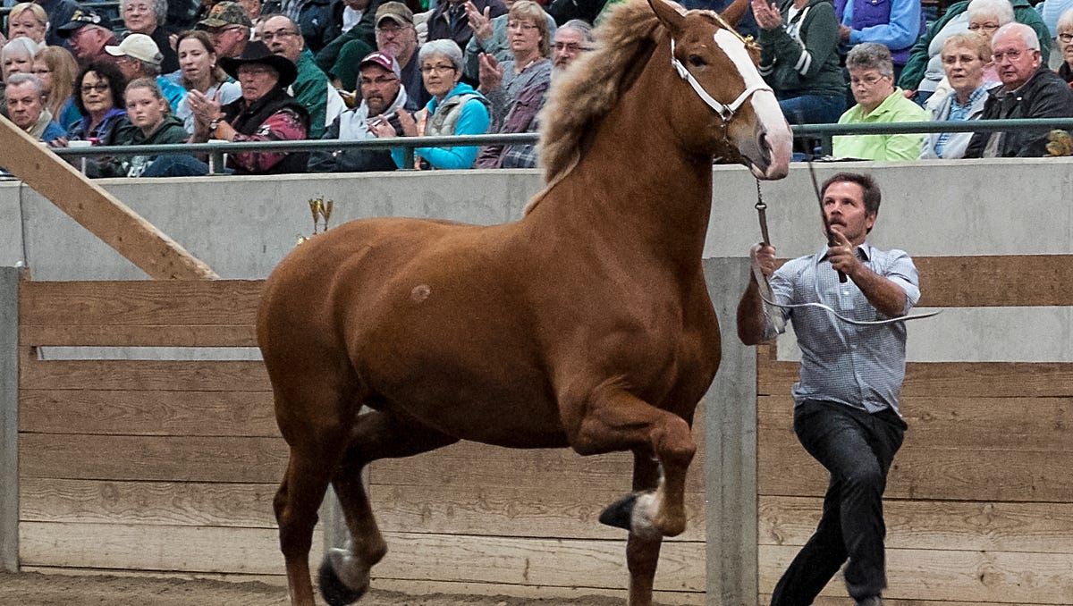 Draft Horse Show at the MSU Pavilion