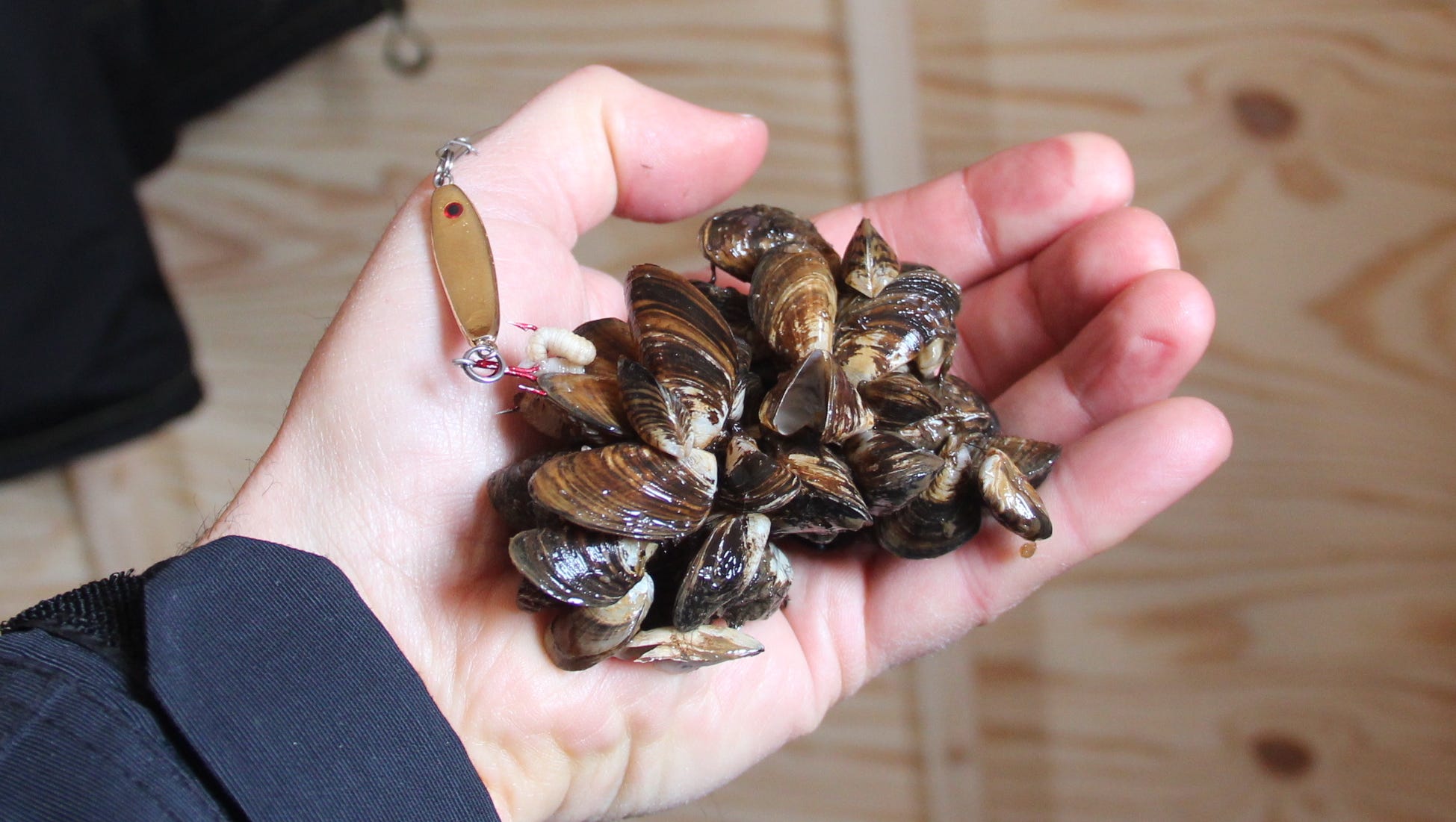 There's A New Boss In The Great Lakes: Invasive Quagga Mussels