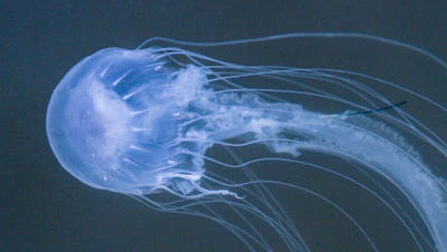 Stinging Jellyfish Target Of Toms River Cleanup