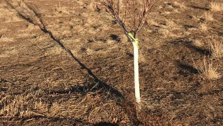 Southwest Yard Garden Why Are Some Tree Trunks Painted White   636537144860688412 WhiteTreeTrunk1 