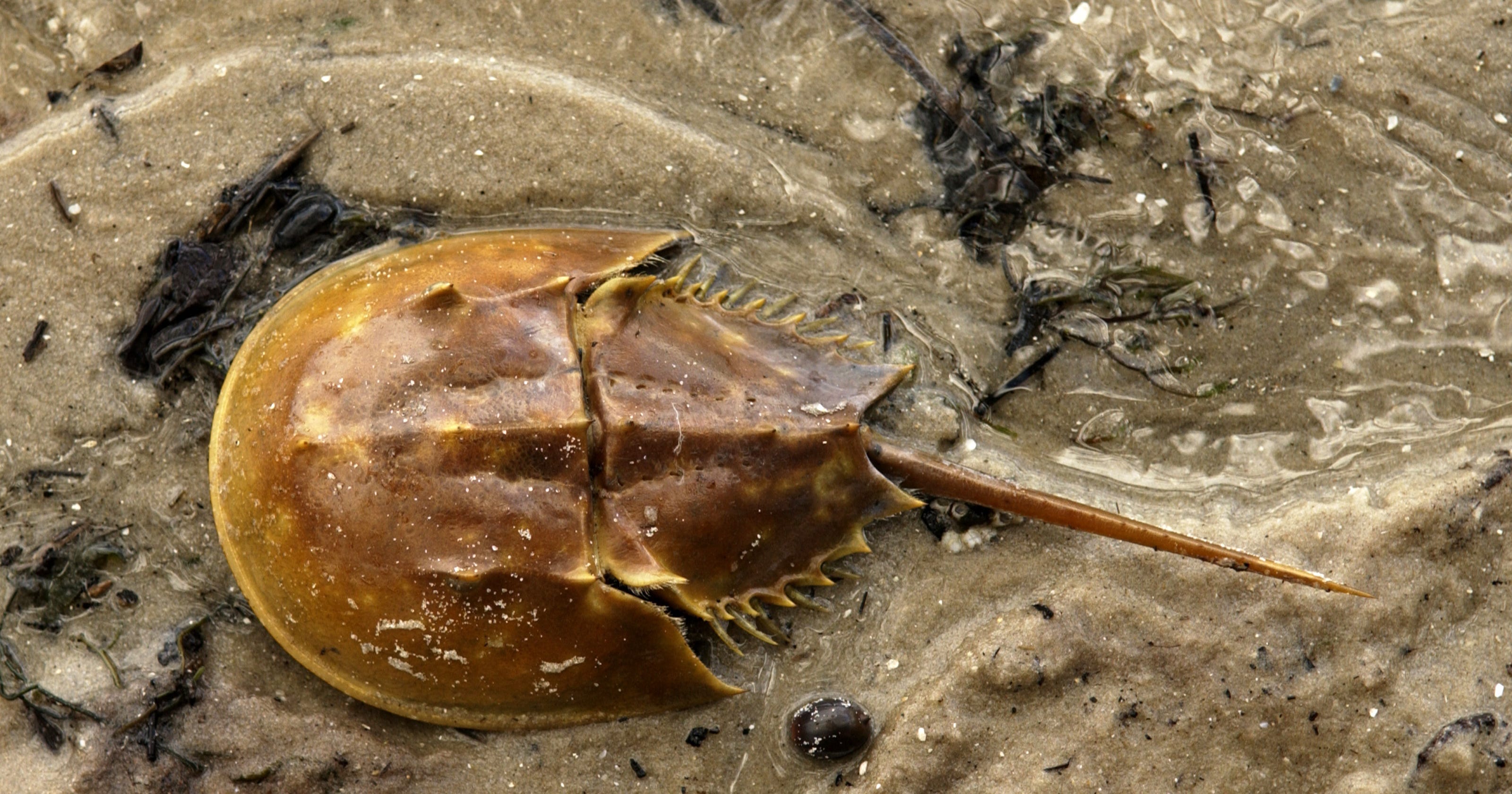 Watch for horseshoe crabs, especially ones mating