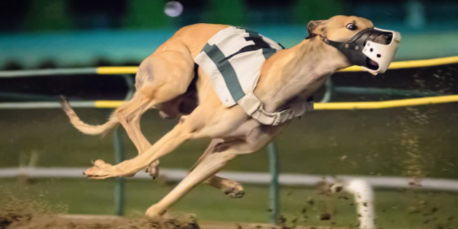 Pensacola Greyhound Track Ends Live Dog Races After