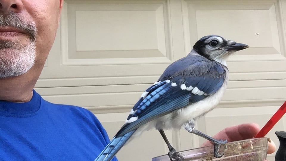 Blue Jay Becomes Unexpected Pet