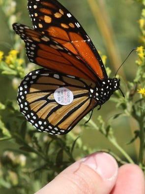 Iowa launches plan to save threatened Monarch butterflies