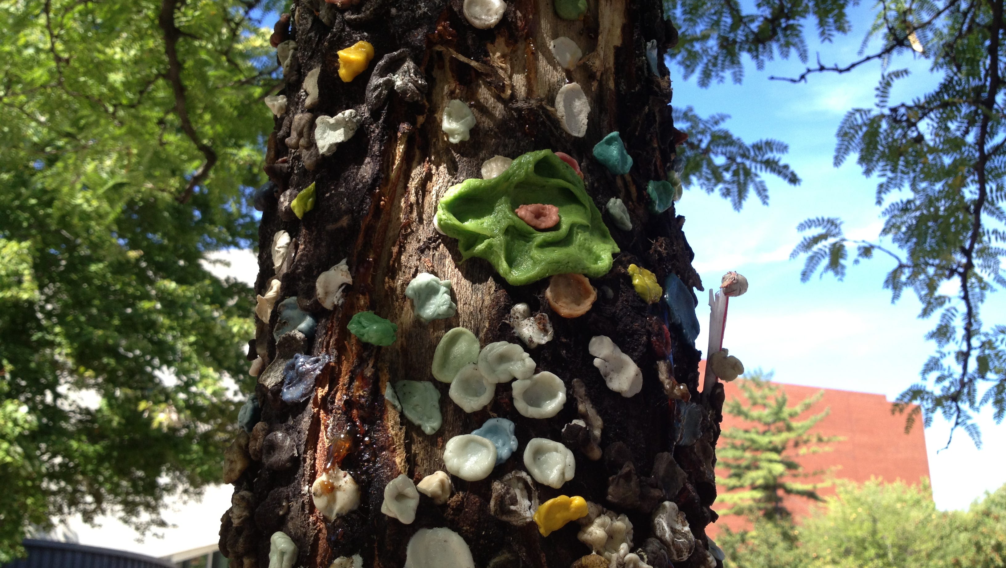 Why Ball State Chopped Down Gum Tree