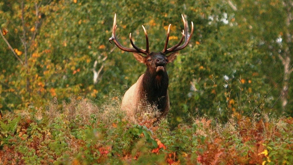Wisconsin elk hunt will be first in state history
