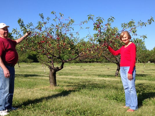 Cherry Picking Begins In Door County