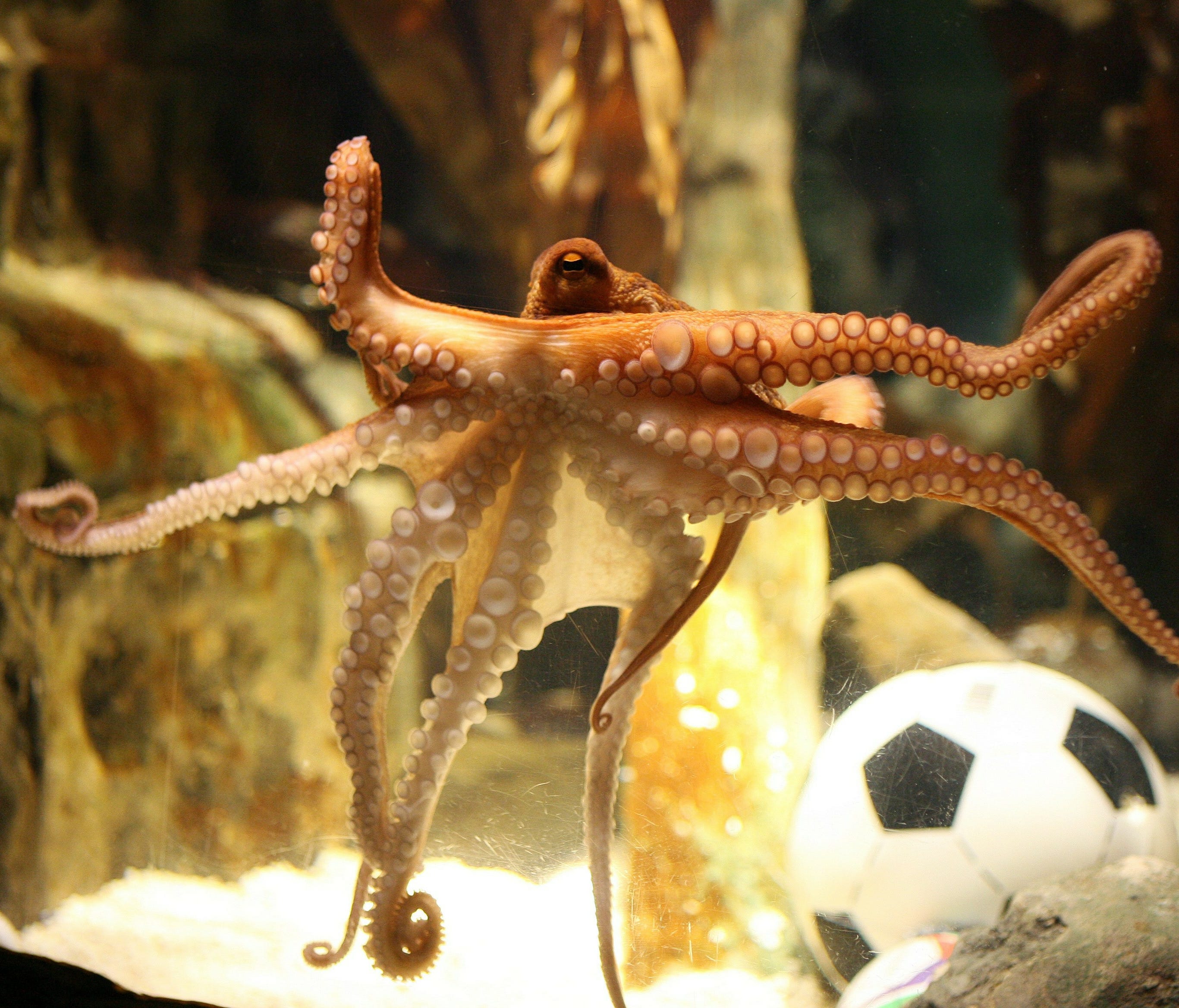 What is an Octopus in Football?