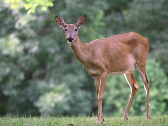 7 super-fun campsites in Iowa