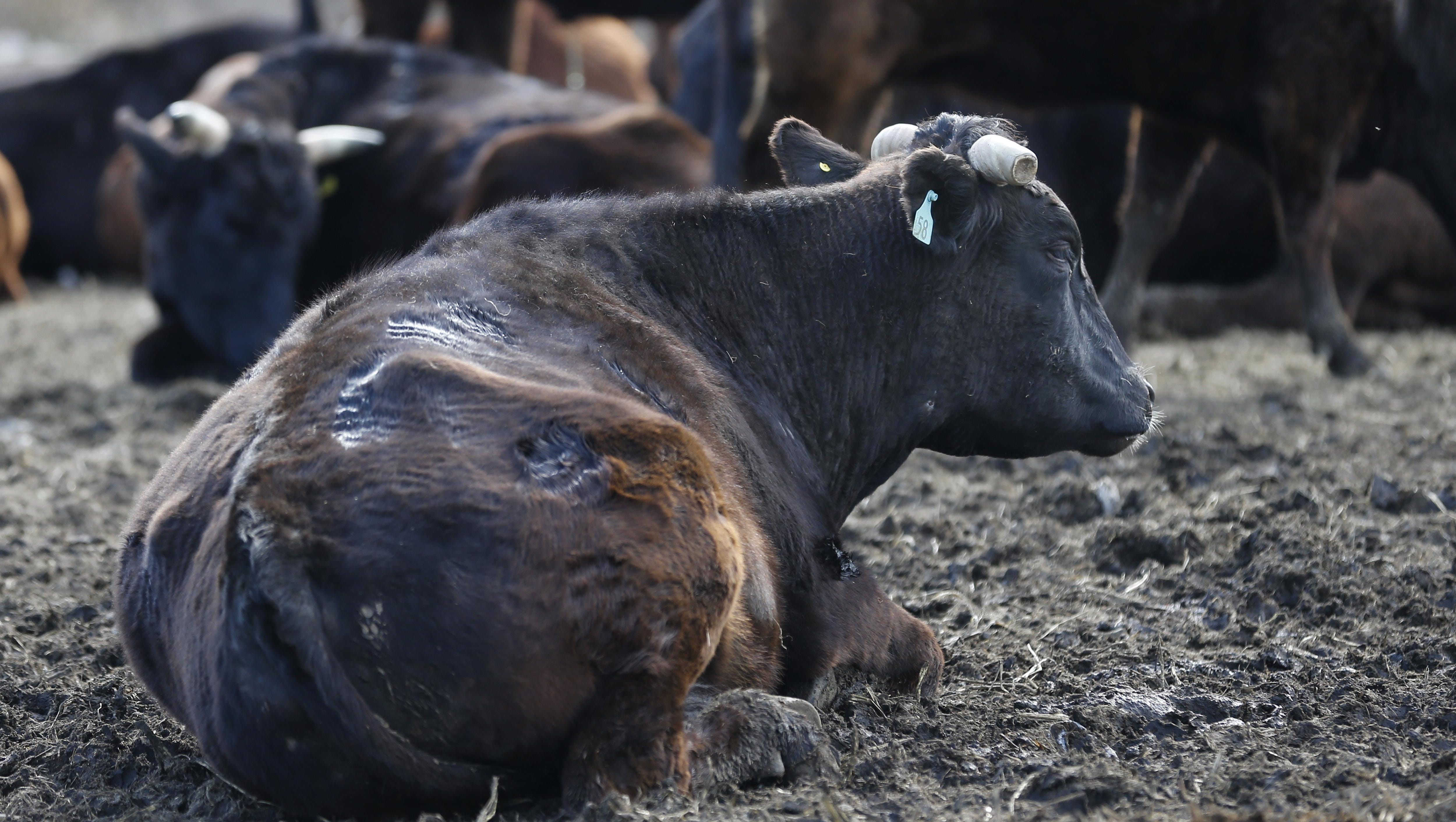 Cattle Test Positive For Bovine Tuberculosis In Alcona County   B99380886Z.1 20160411110712 000 G0GT7599.1 0 