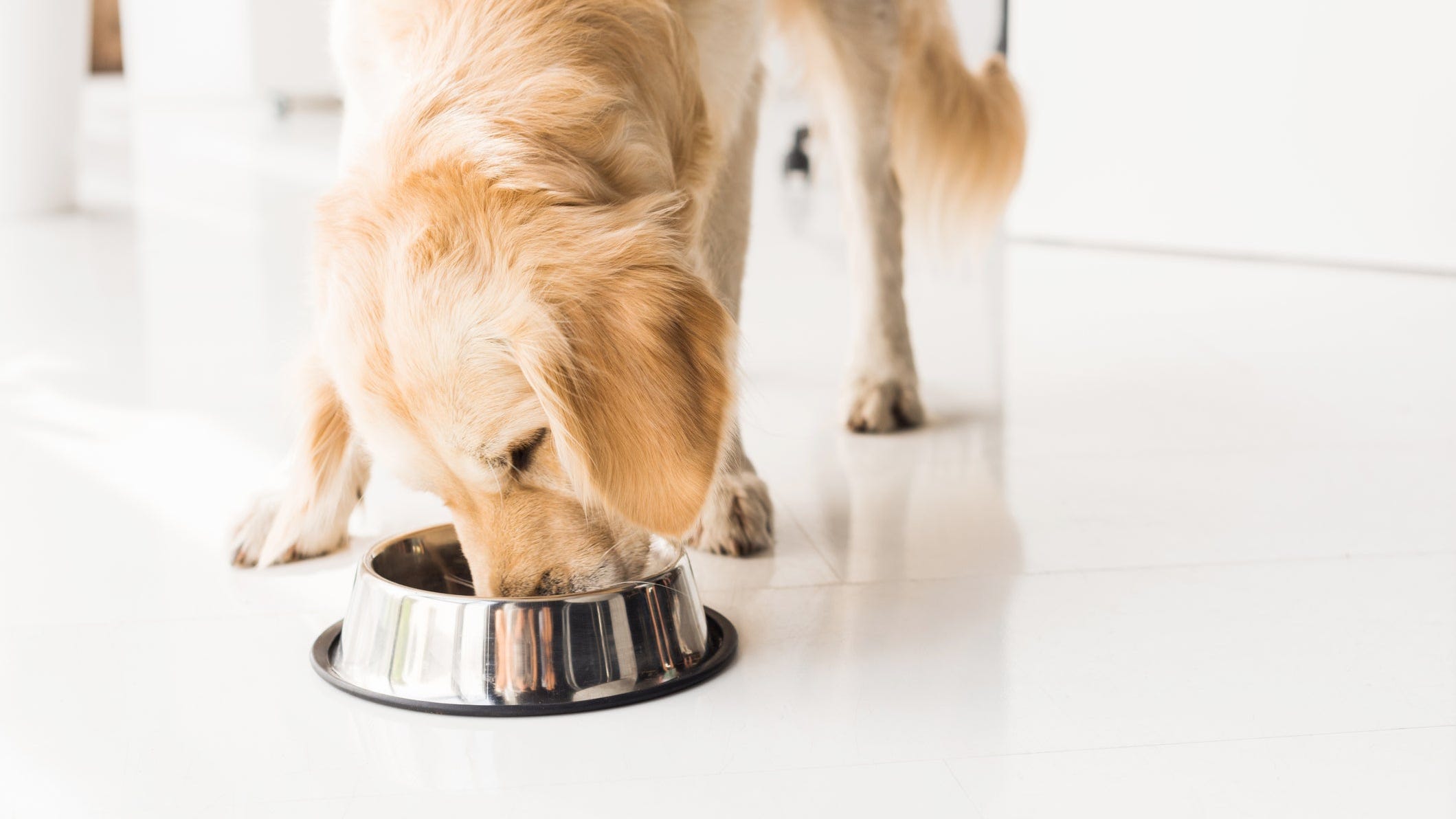 are the white seeds in watermelon bad for dogs