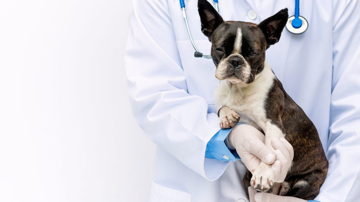 What can I give my dog for pain? A vet’s guide to pain relief