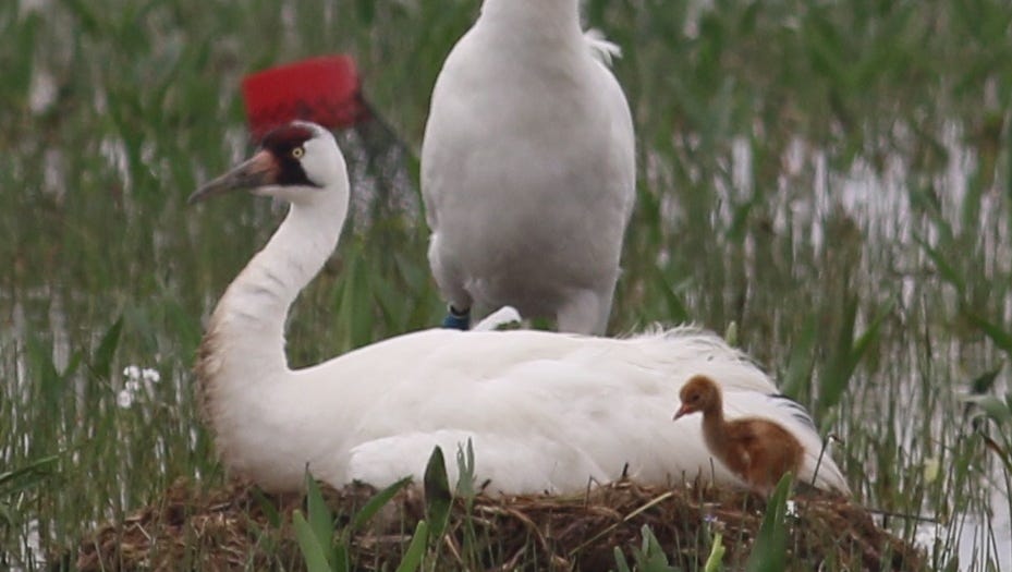 Louisiana Whooping Cranes Make History