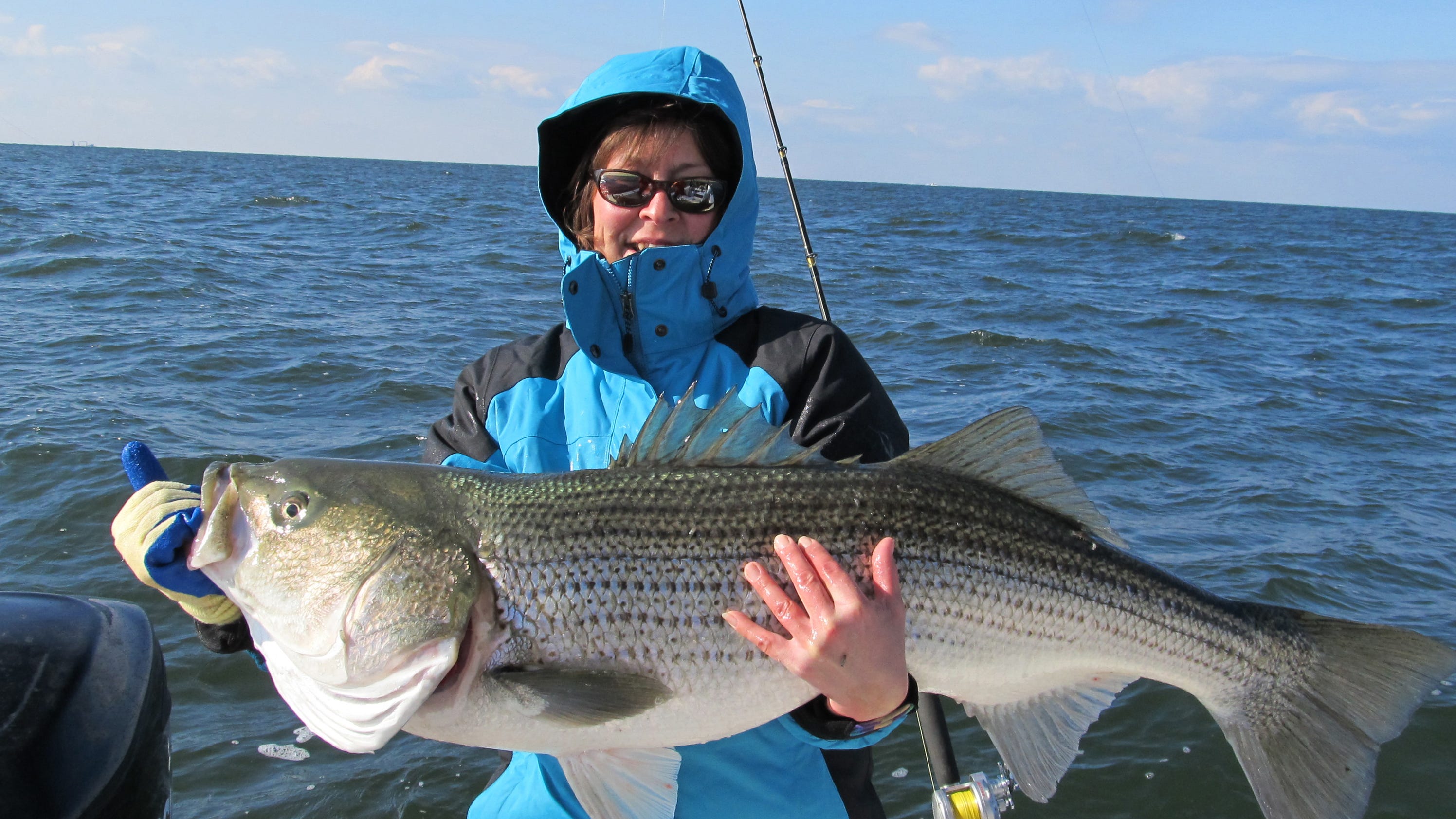 rockfish-plan-aims-for-chesapeake-bay-comeback