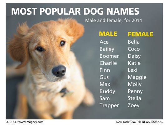 Good Dog Boy Names That Start With M | Division of Global Affairs