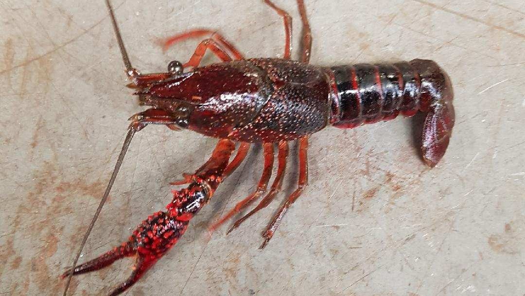 red swamp crayfish facts