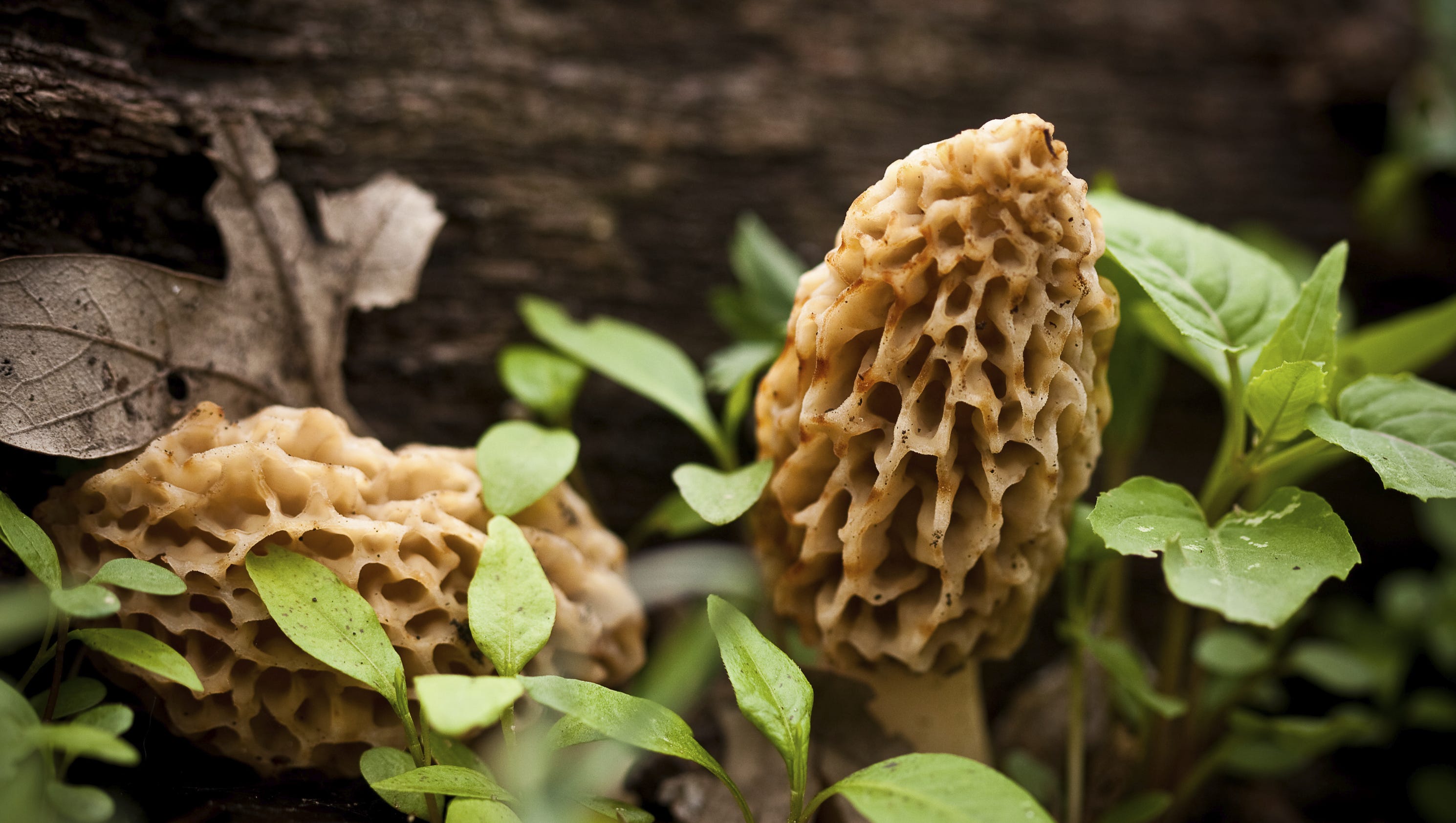 It's morel mushroom season in Indiana. Here's what you need to know