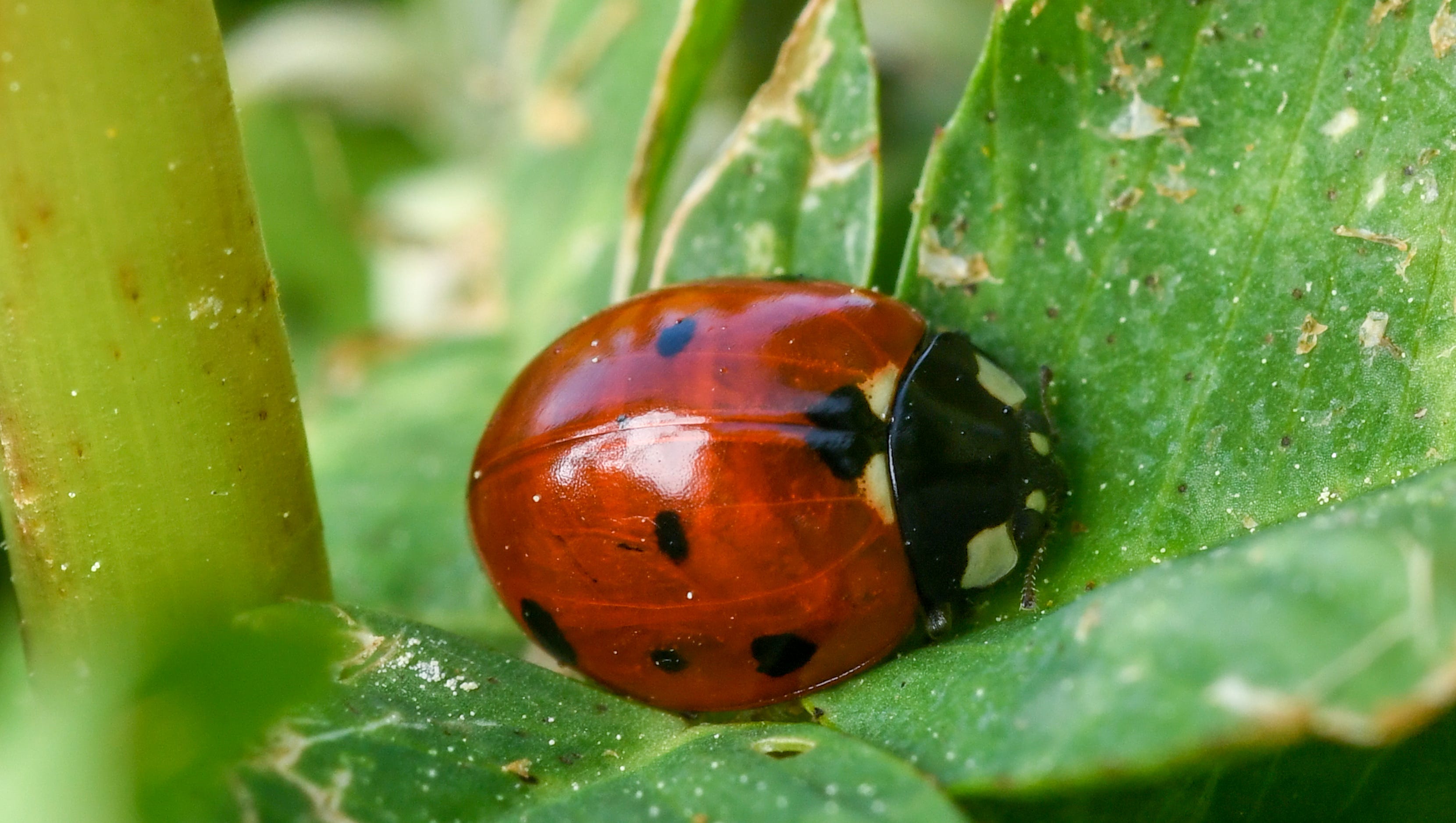 How To Introduce Good Bugs In Your Garden To Eat The Bad Bugs   636583553037517517  2018 Spring Macro Pics 275.JPG