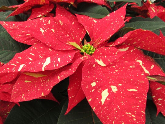 Growing poinsettia plants from cuttings