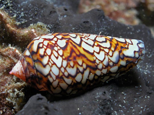 cone snail harpoon