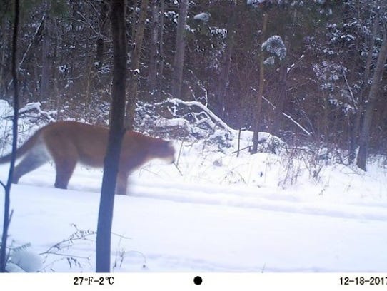 Rosendale Cougar Sighting Confirmed By Dnr 