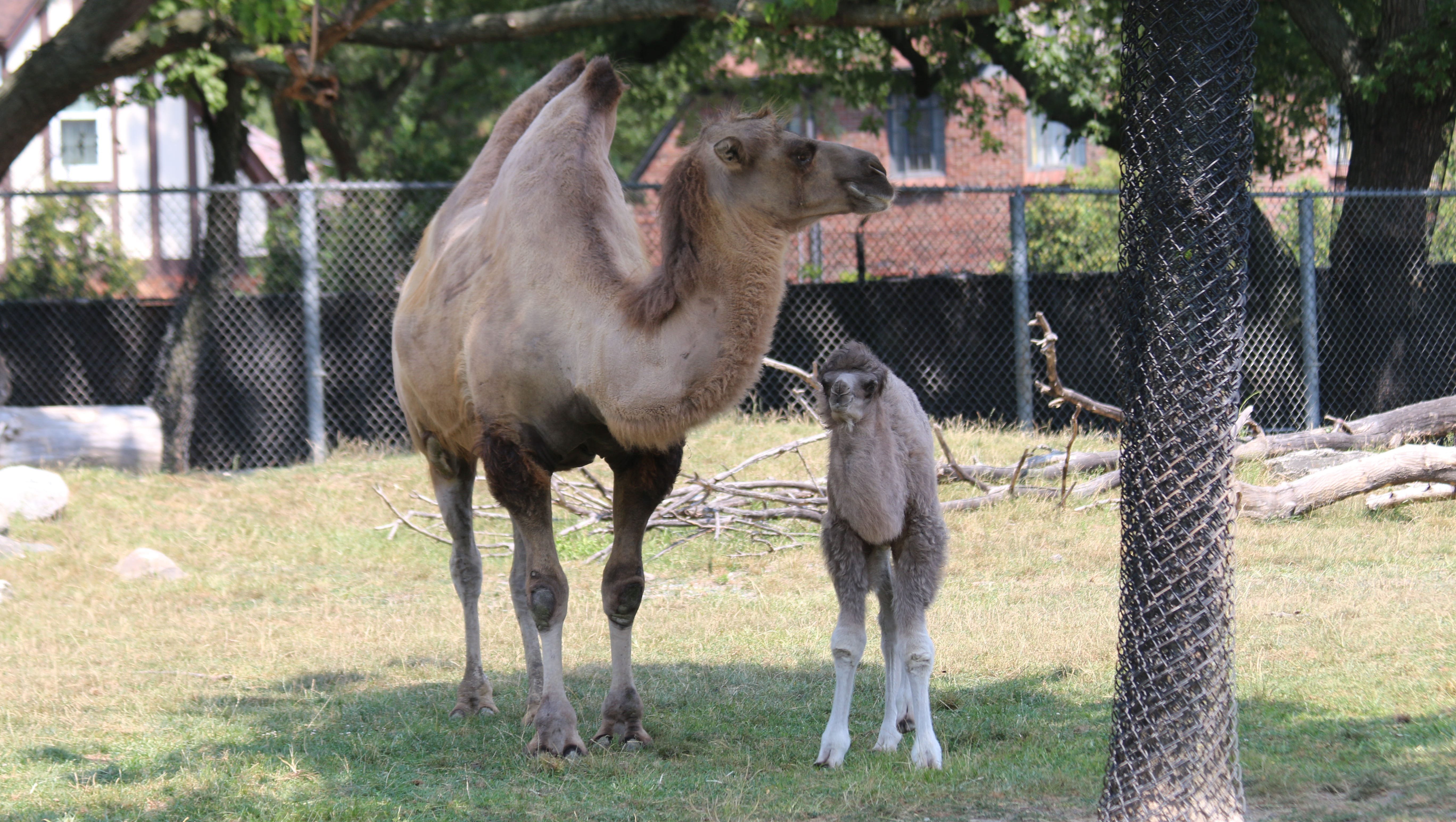 Detroit Zoo's Camel Family Grows By 2 Humps