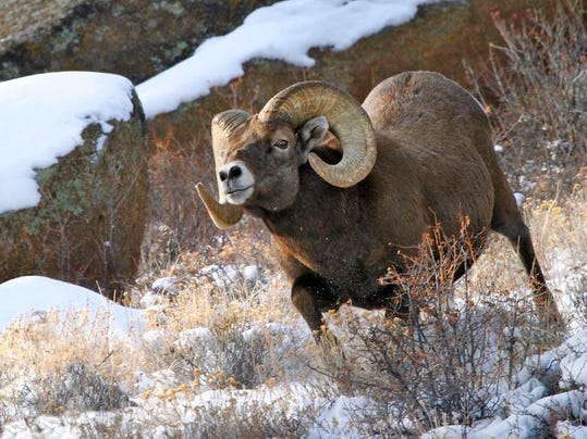 Wildlife watching: A guide to viewing some of Colorado’s majestic animals