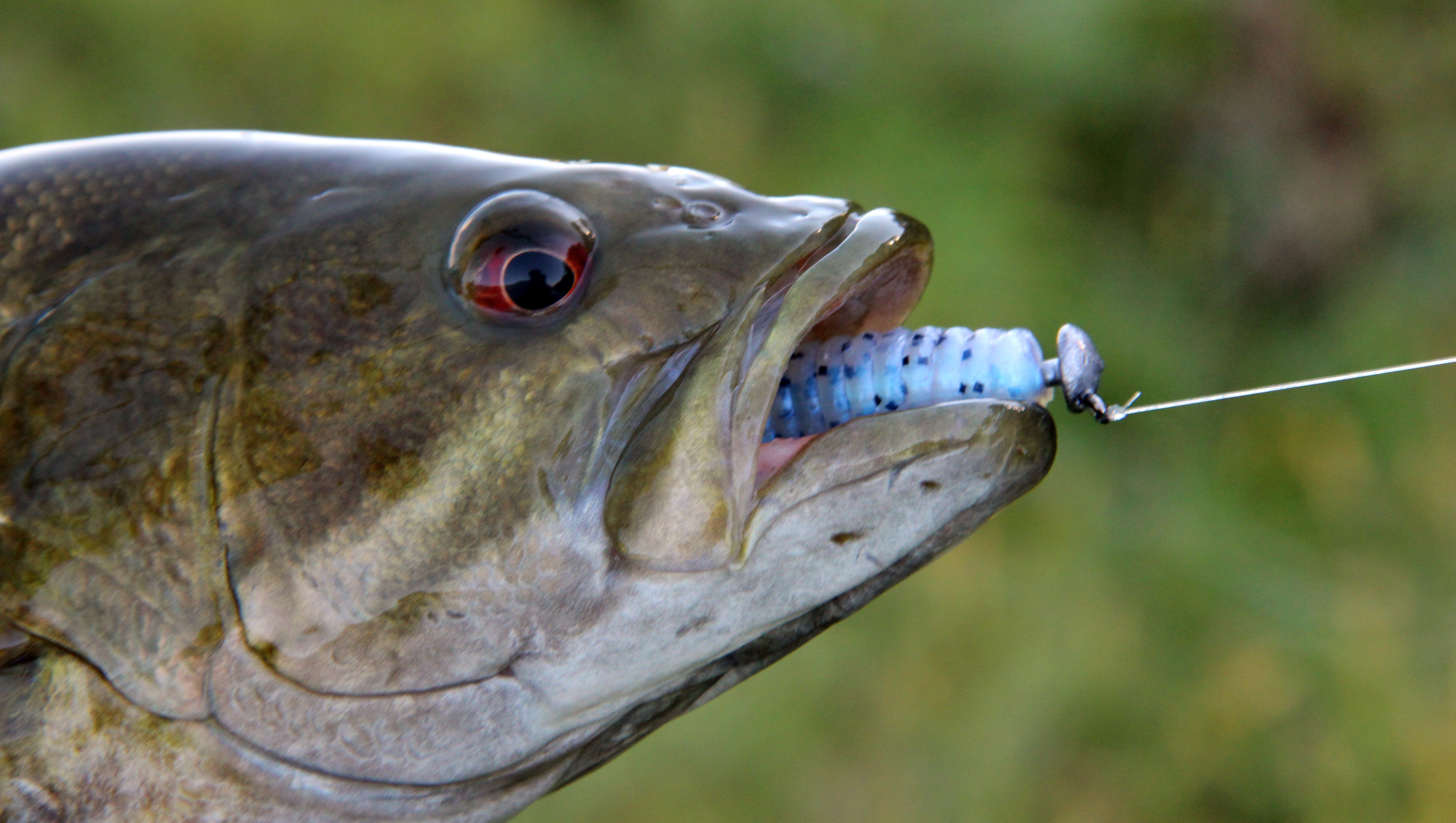 largemouth bass in missouri fishing planet