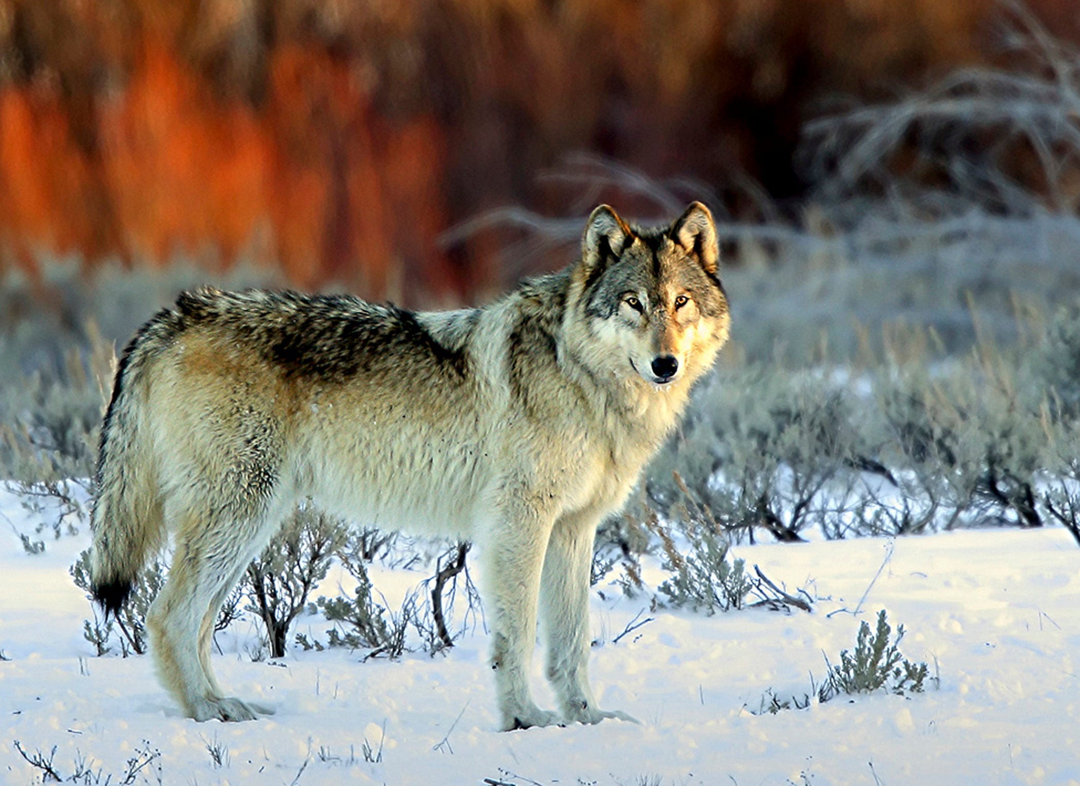 Wolf endangered species ruling defies biology