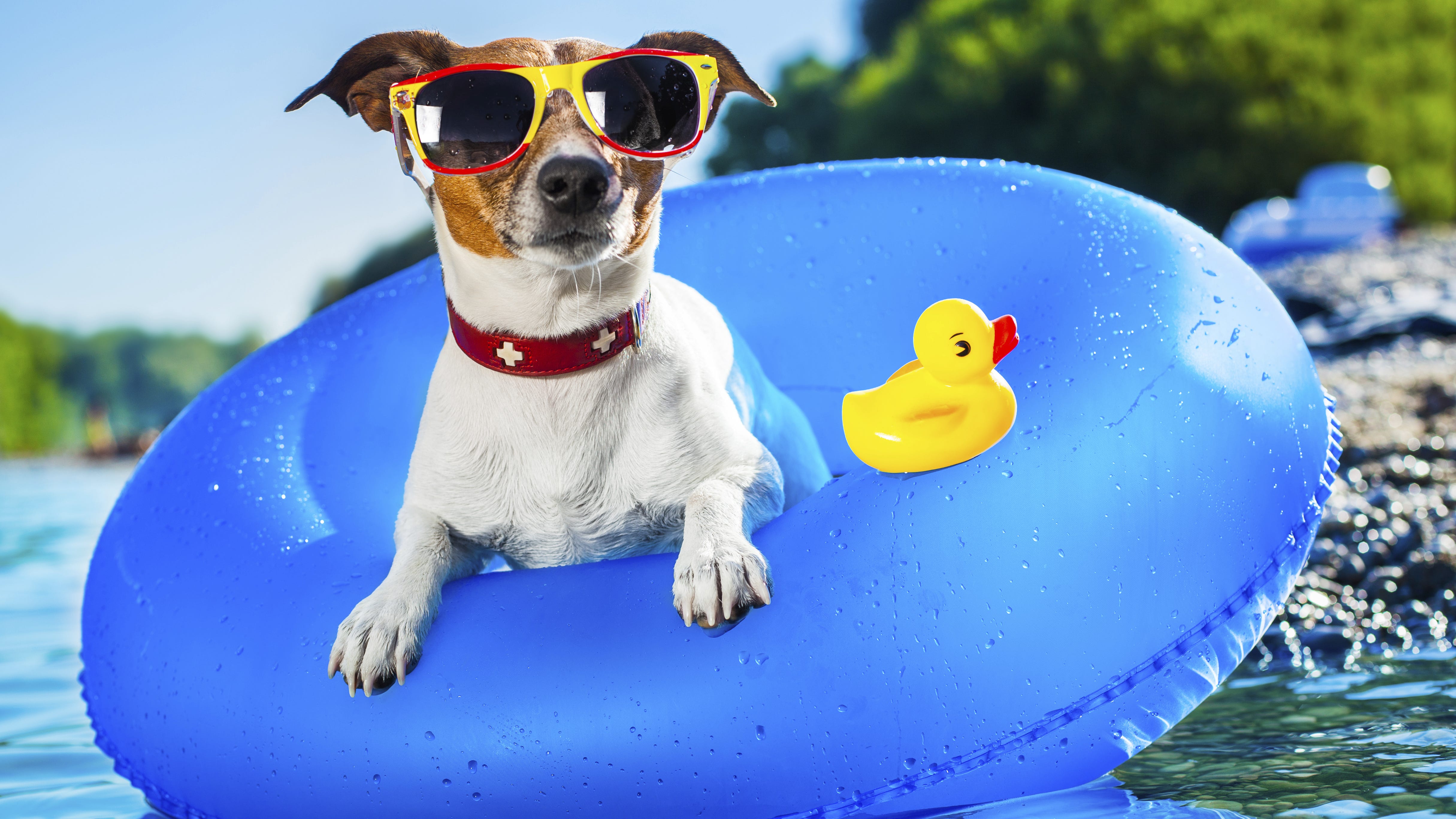 Dog Pool Party Saturday At Sumner County YMCA