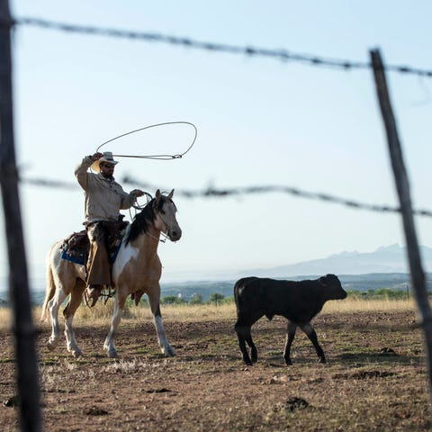 Joab Lopez herds cattle at Atascosa Ranch in Santa