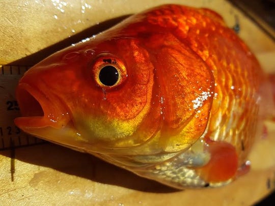You can help control the spread of goldfish in Chesapeake Bay by caring for them properly and disposing of them responsibly.