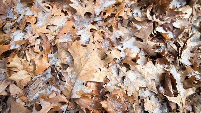 Oak leaves among the frosty leaf litter along a trail at Rocky Ridge County Park in Pennsylvania.