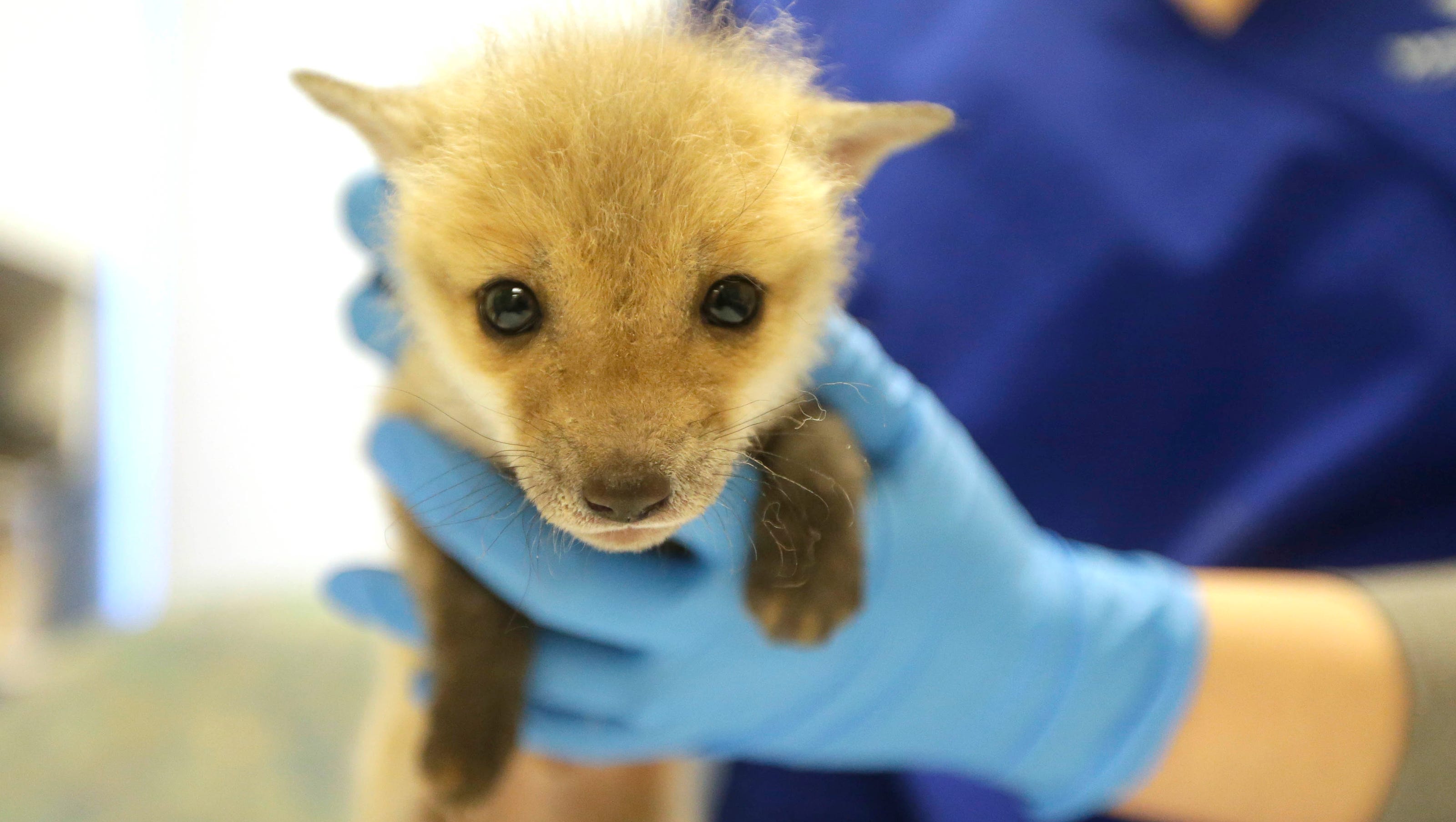 Download Wisconsin Humane Society Abandoned Baby Fox Kit Clover Is Improving