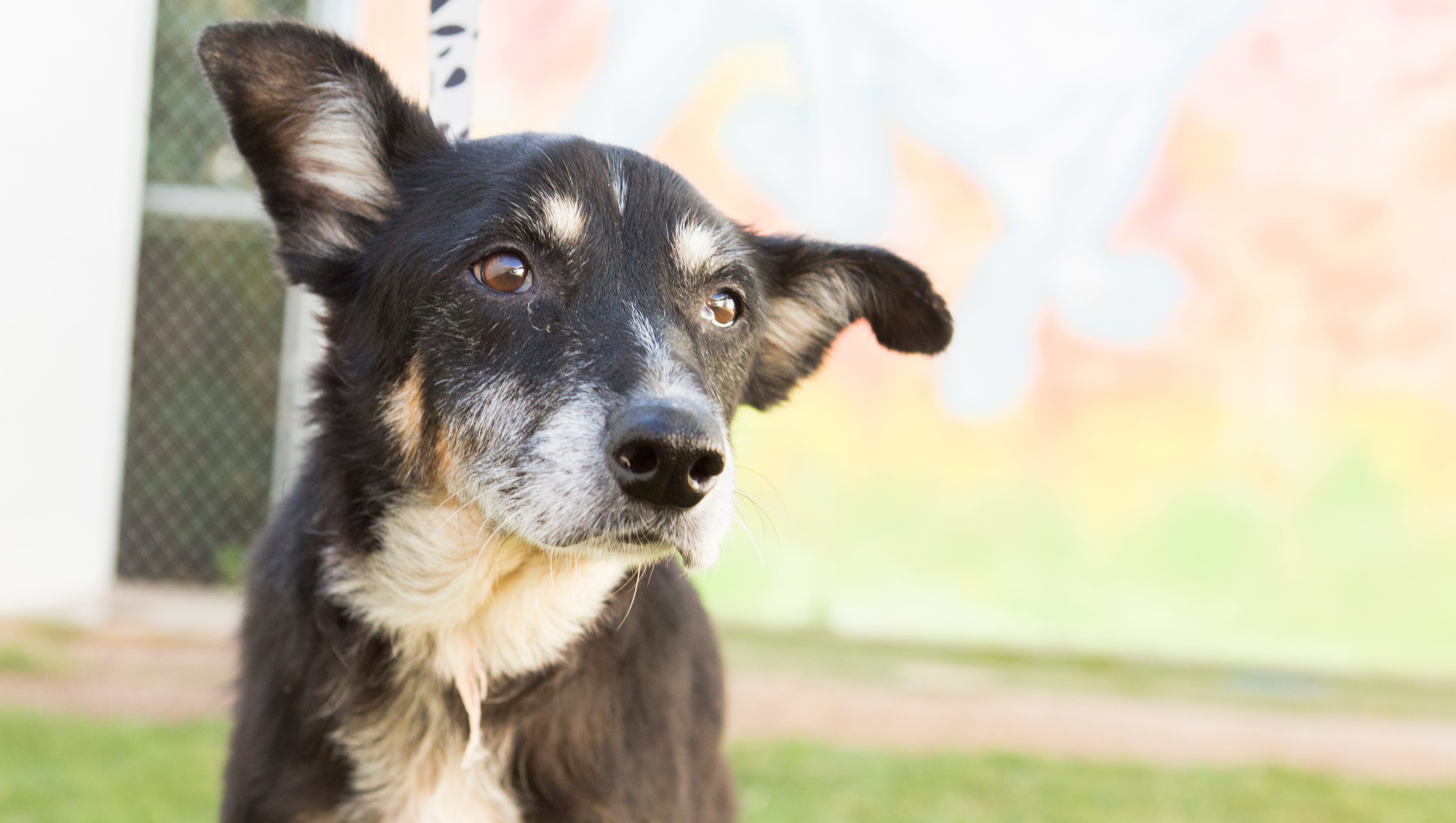 Adopt A Pet Dogs And Cats Available At Valley Shelters This Week