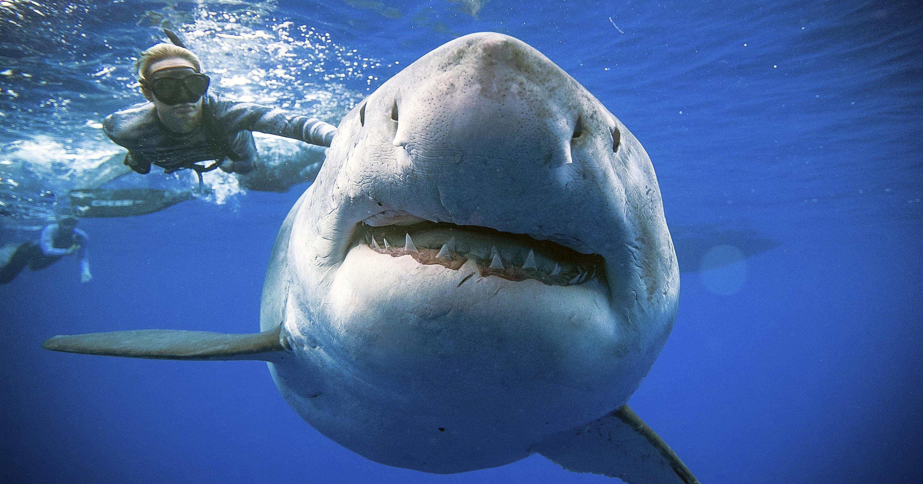 Researchers encounter huge great white shark