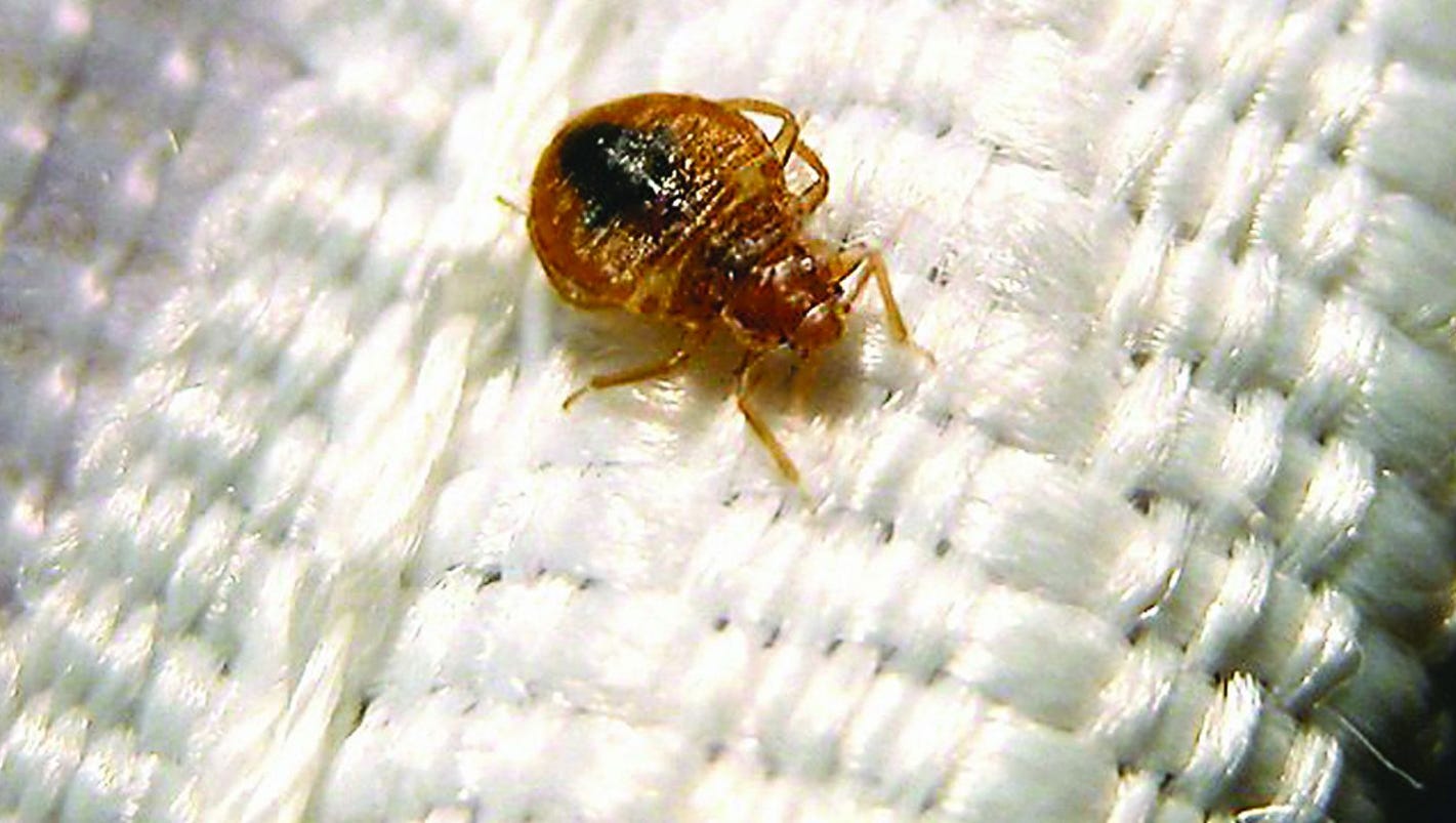 Heres Why Indys Back On Worst Bedbug Infestation List 0747