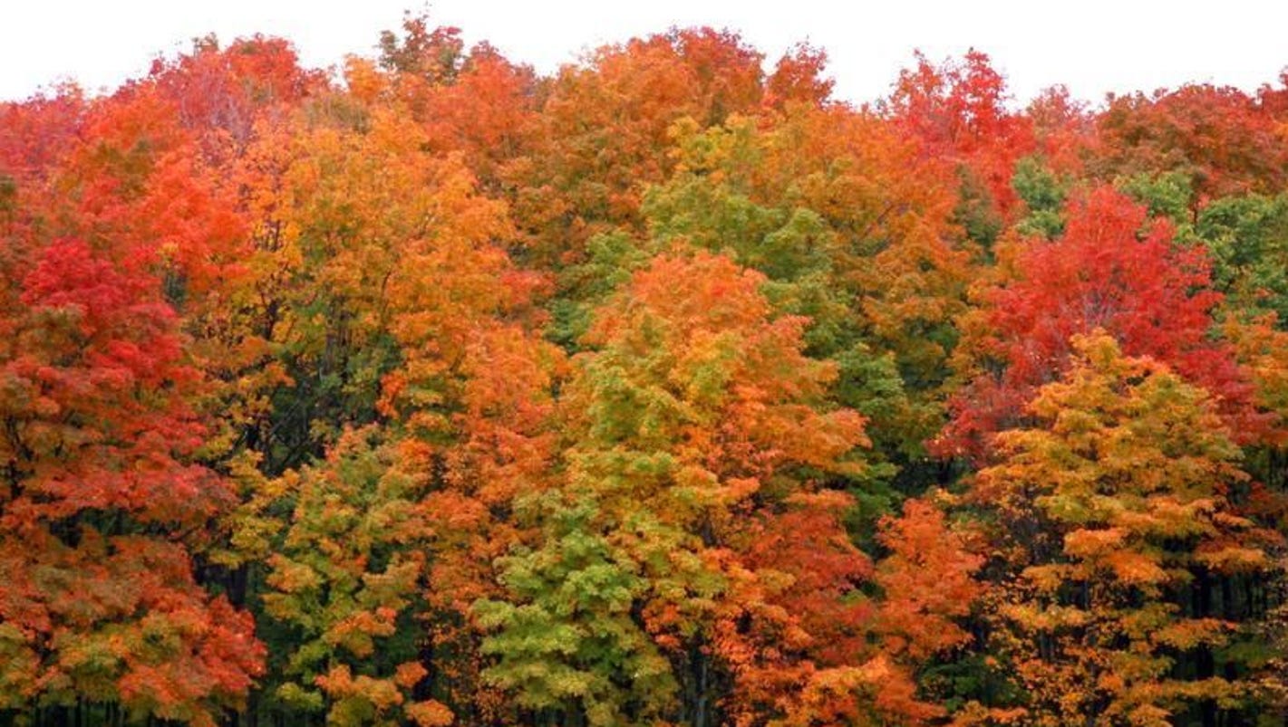 Top spots to catch fall colors in Michigan in October