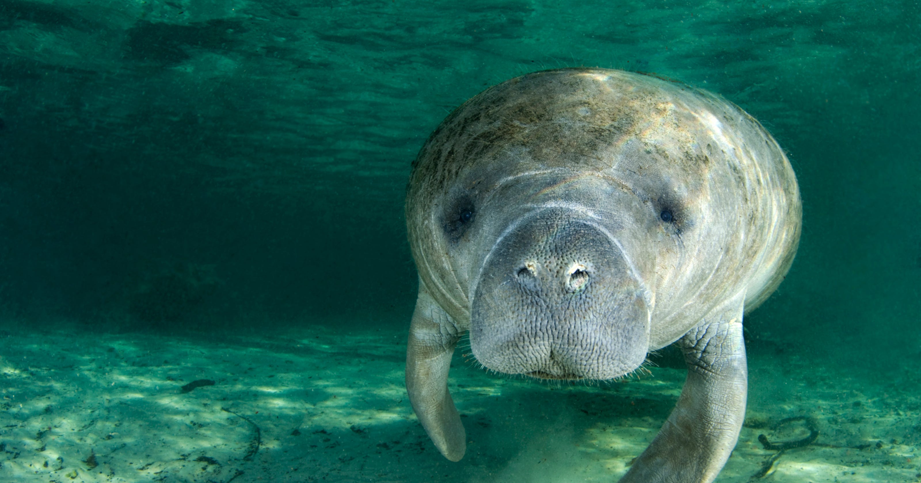 Manatee deaths from boat strikes on record pace in Florida in 2016