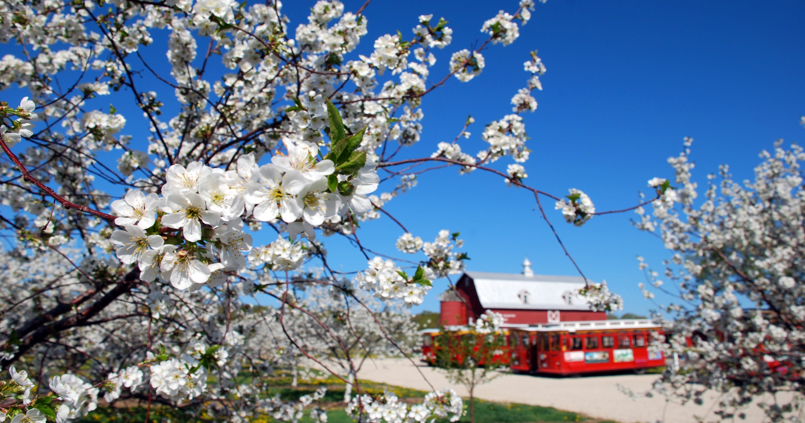 Door County's cherry blossoms put on a dazzling display every spring