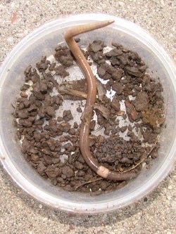 Jumping worms now found in Polk, Story counties in Iowa