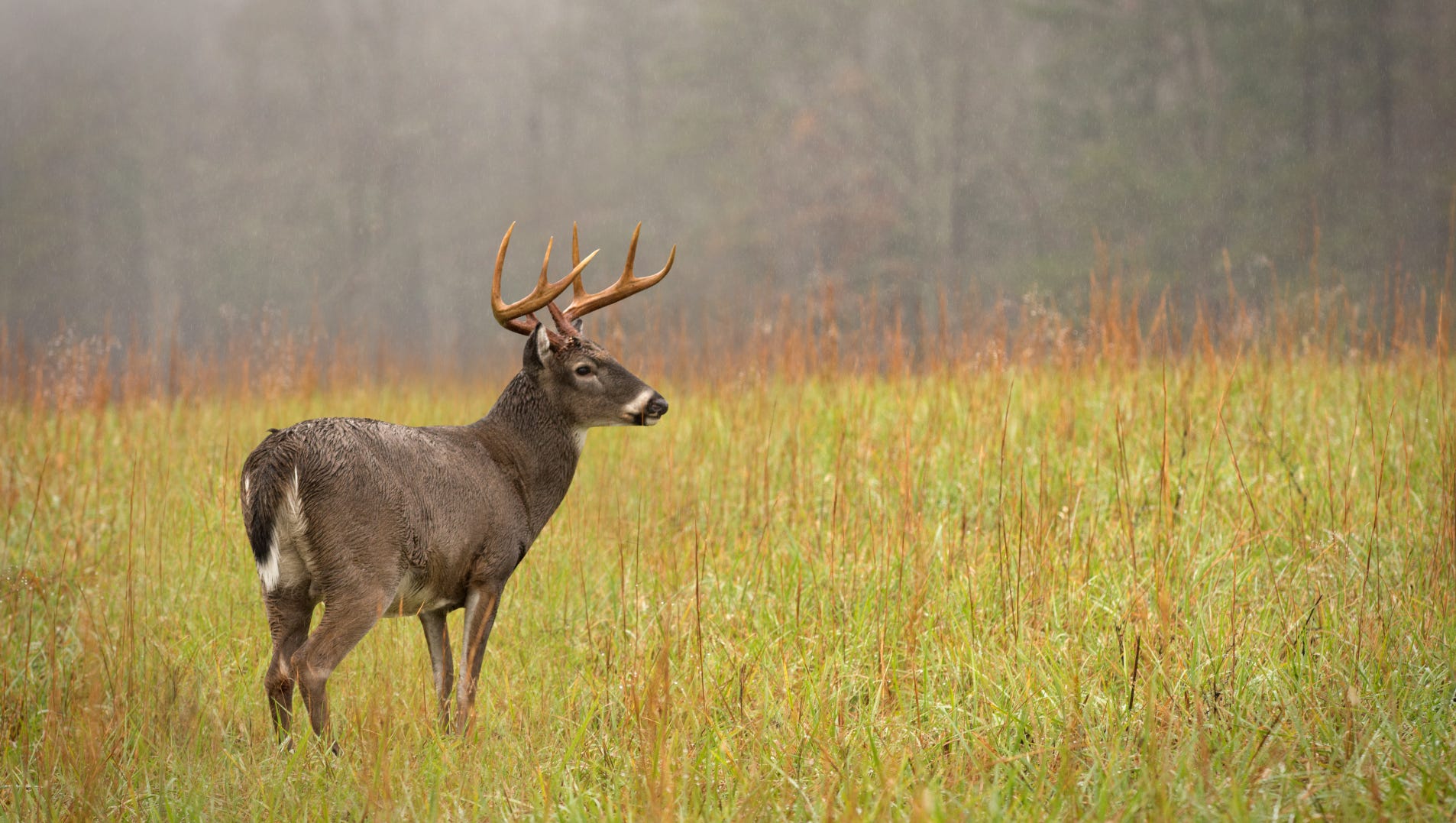 Pa. hunting season 2019 Opening days, deer season & more for the fall