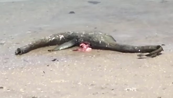 Loch Ness Monster-like creature washes up on Georgia shore