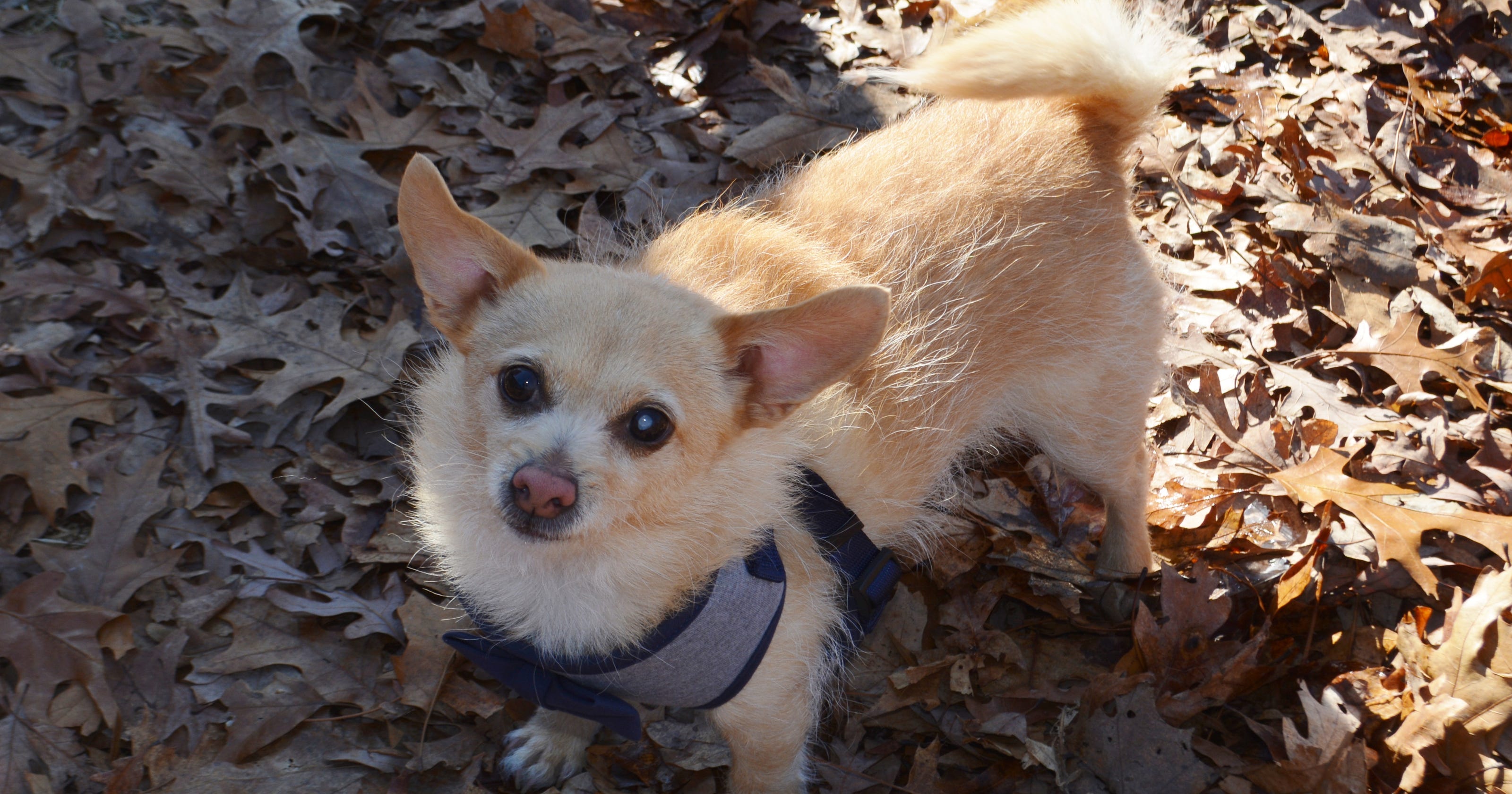 A dog determined to go home from South Jersey Animal Shelter