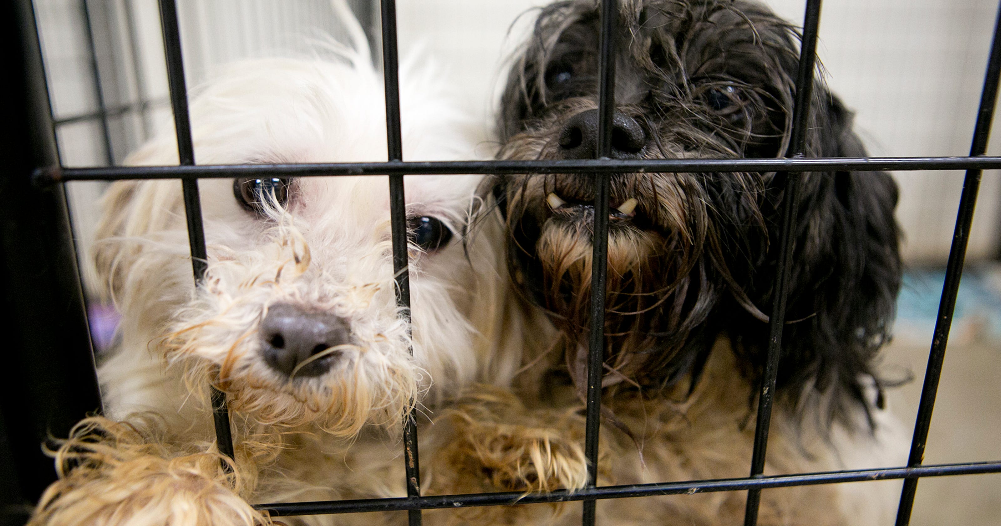28 Puppy Mill Dogs Rescued By Clark County Humane Society