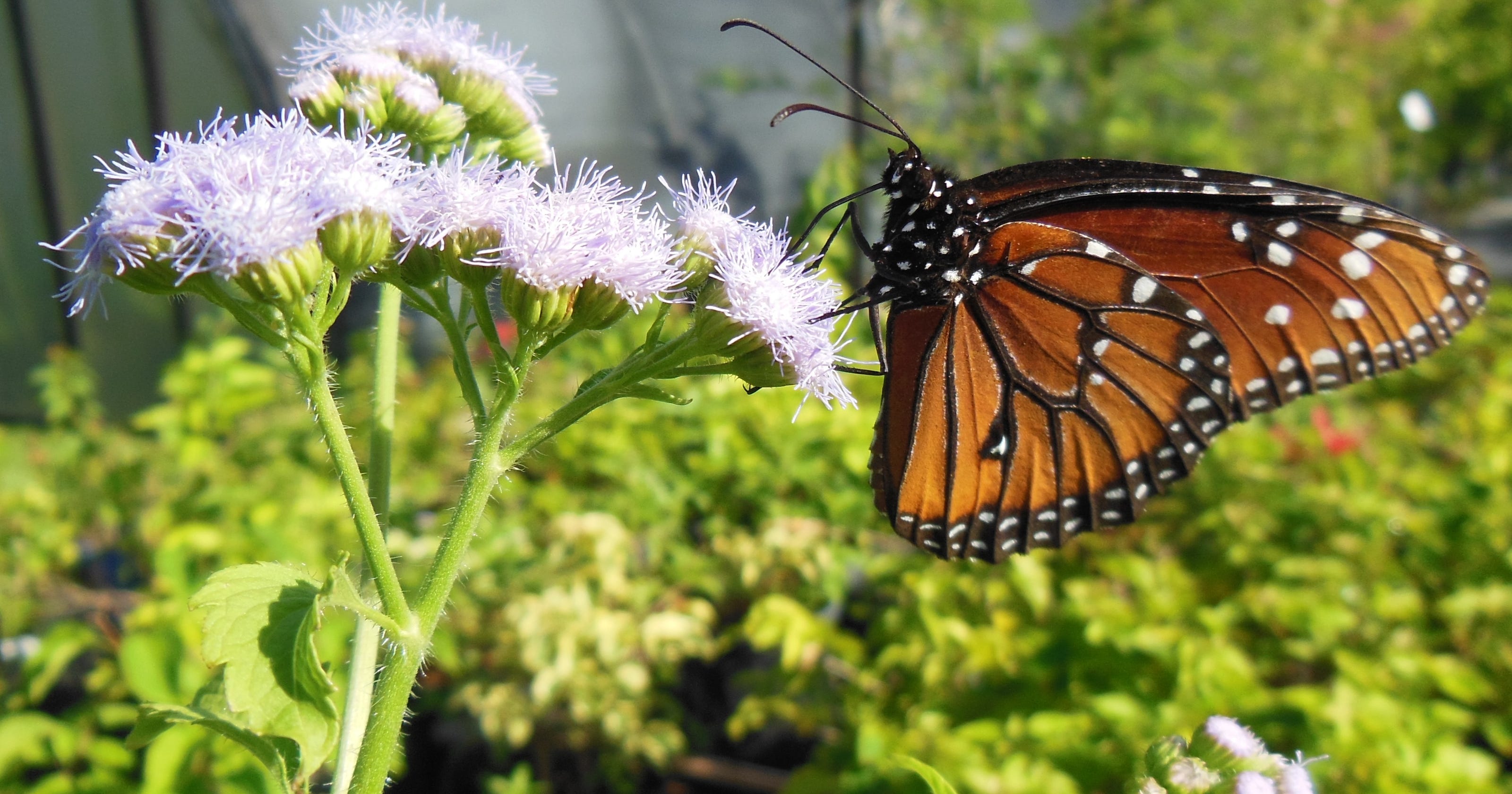 Have Fun Learn About Butterflies At Rotary Park - 