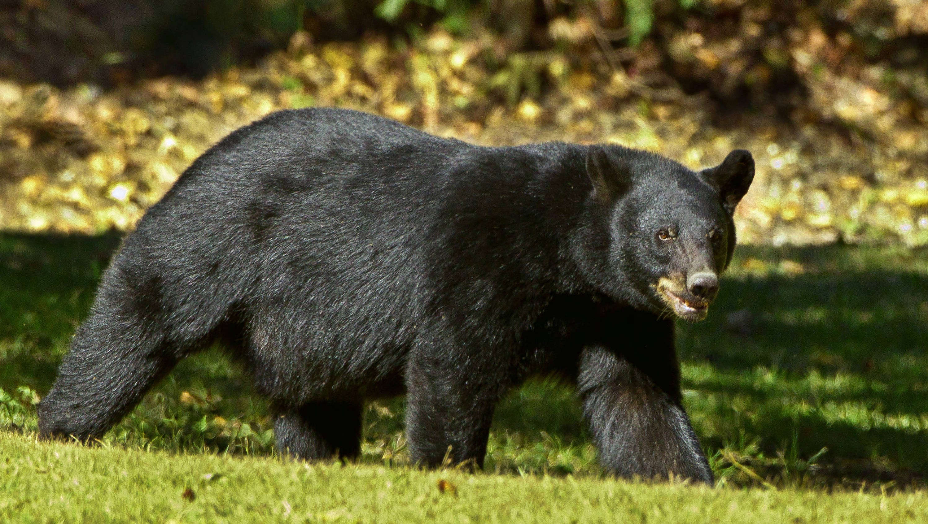 A Real Bear Was Found In Magic Kingdom | O-T Lounge